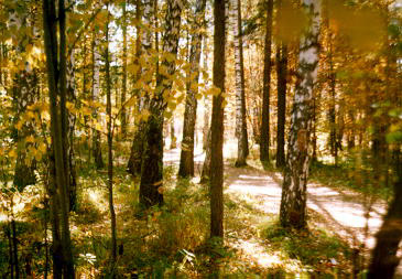 Березы. Birch-trees